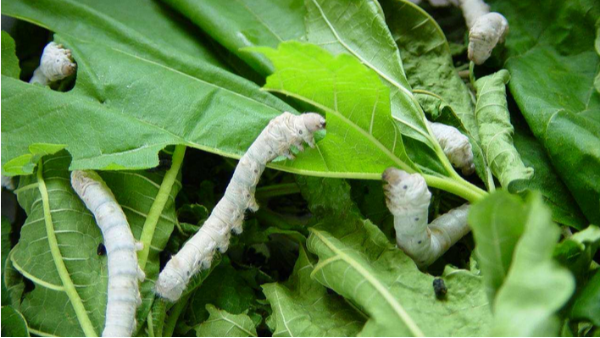 蠶室的除濕機要怎么選擇？